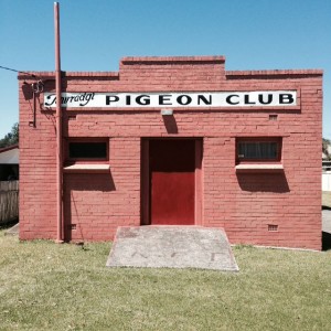 Lucas was thrilled to discover the Towradgi Pigeon Club