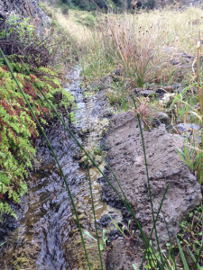 Small stream