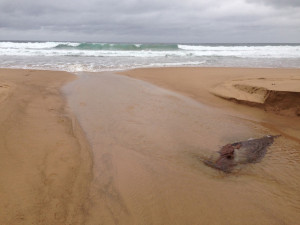 Stanwell Creek mouth